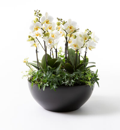 Hvit orkidésammenplanting sort skål  Hvit orkidésammenplanting sort skål
